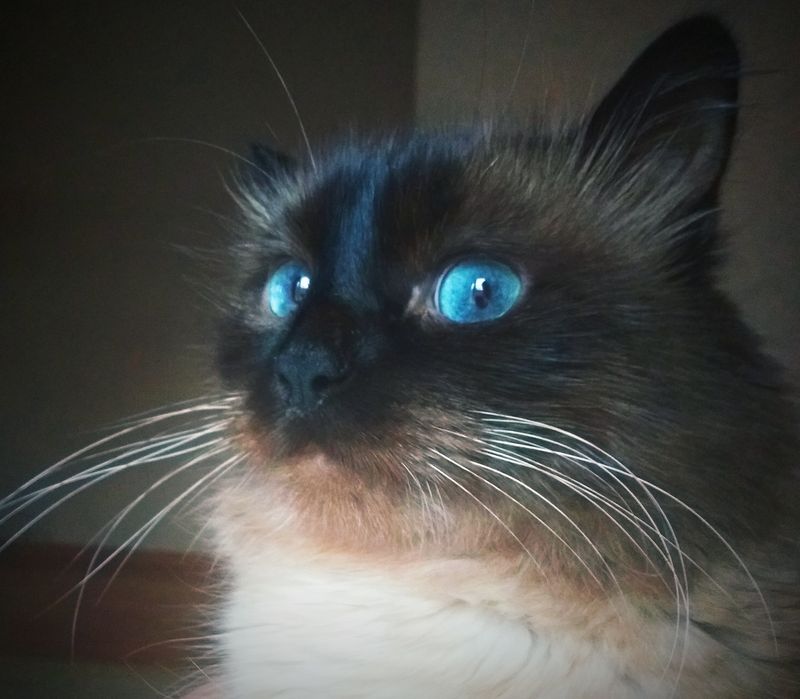 Опытный сиамский кот на вязку