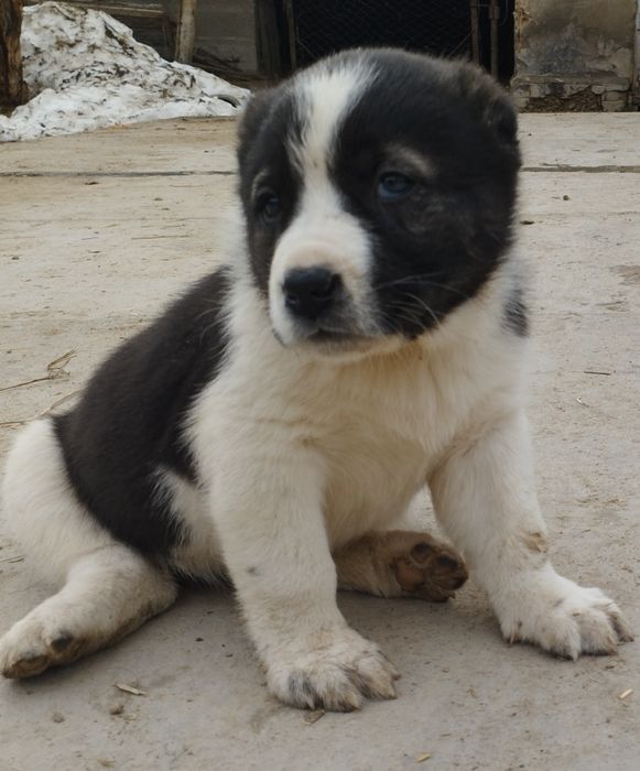 Щенок Алабая, мощный. (Девочка)