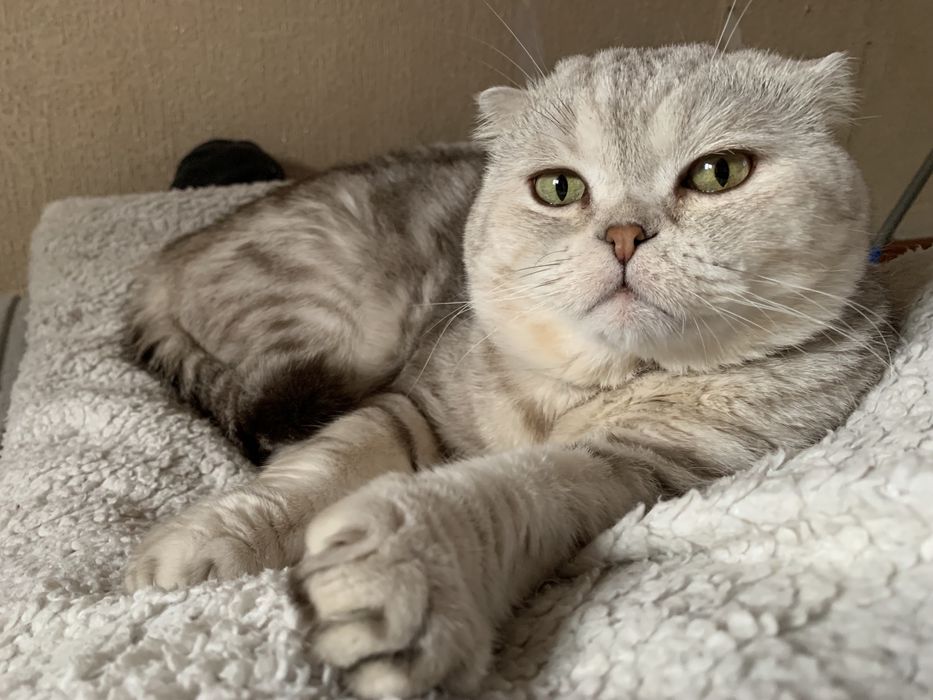 Вязка. Опытный Шотландский кот.