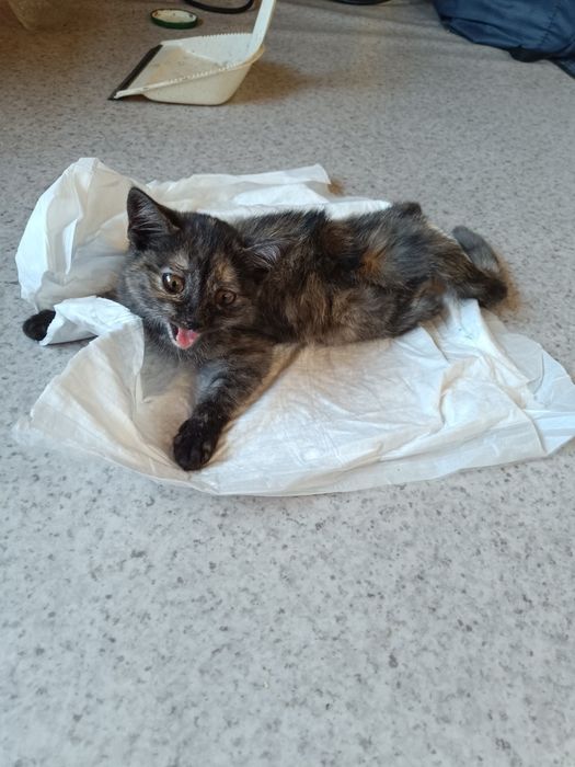 Котенок в добрые руки
