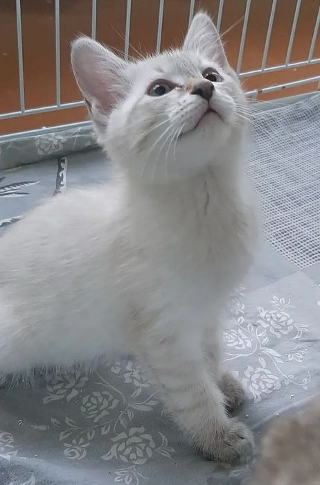Отдам котят маленьких