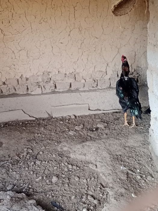 Бойцовый петух хороший