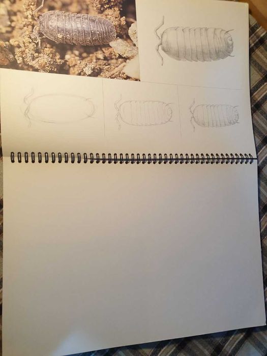 Скетчбук насекомых: 32 вида для рисования"