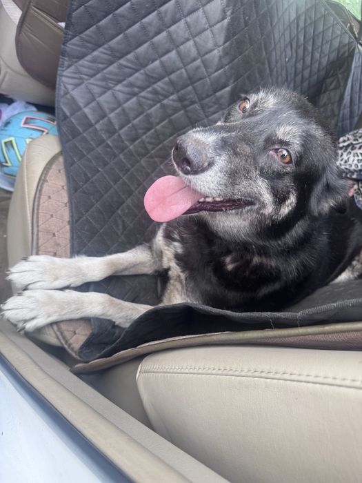 Отдам собаку даром