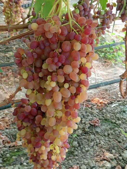 Viță de vie înrădăcinată la ghiveci