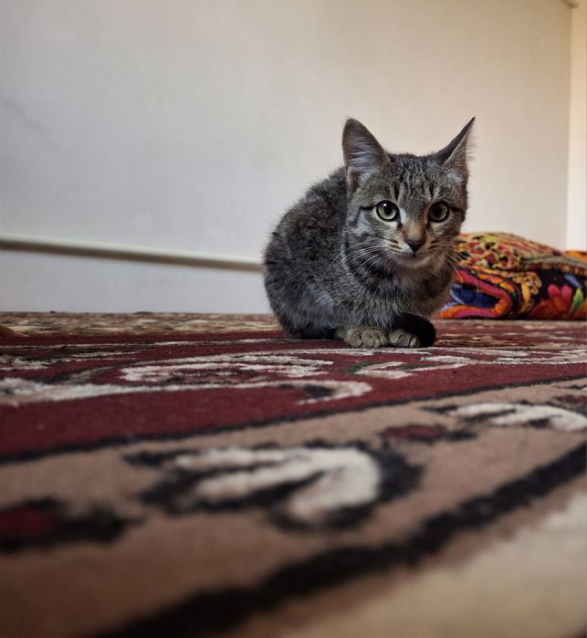 Kichkina va aqlli mushukcha