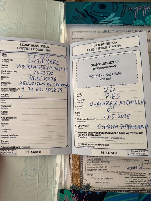 немска очарка дългокосместа