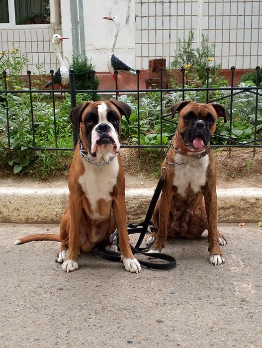 Продаются щенки немецкого боксёра