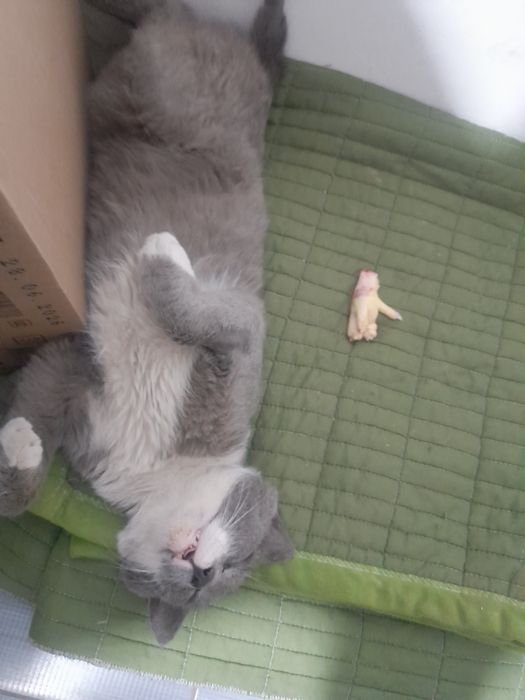 Кот в добрые руки