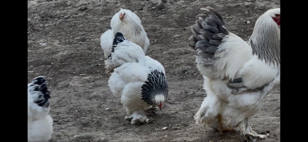 Брама тухумлари сотилади)  Продаются яйца брамы)