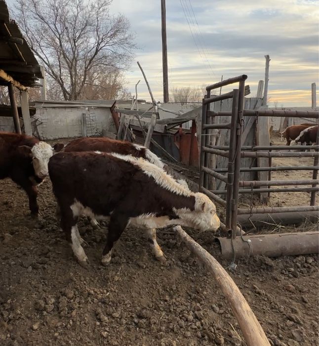 Бычки КРС продается.