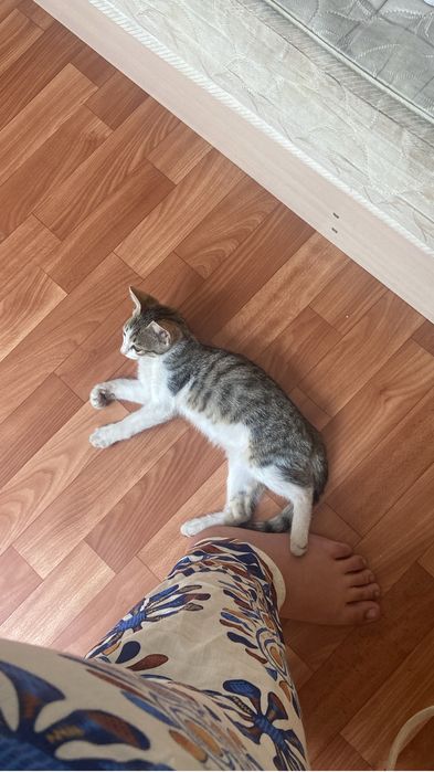 Отдам котенка в добрые руки