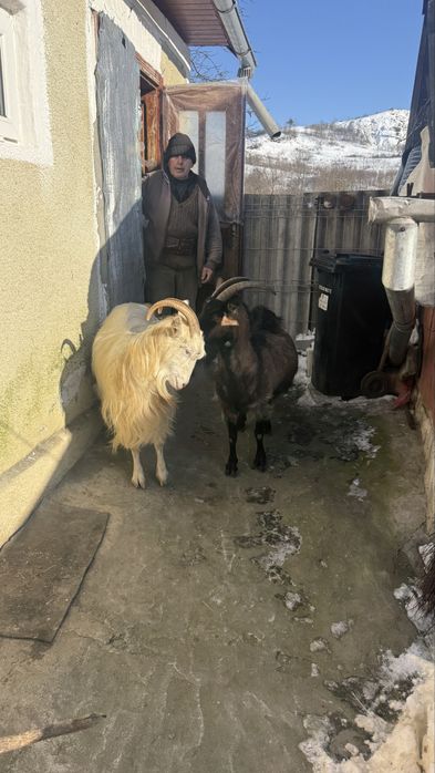 Vand 2 capre gestante