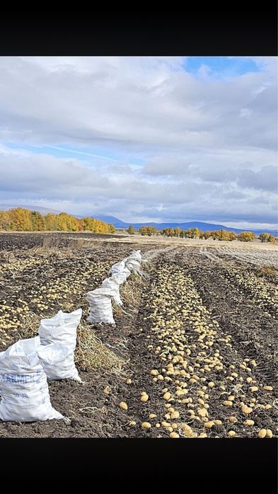 Продам картошку с поля