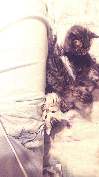 Ищу дом котятам!