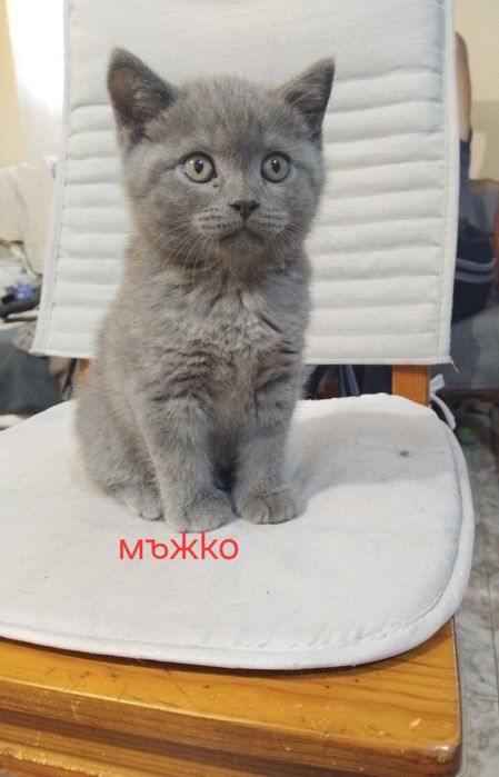 Малки британски котенца
