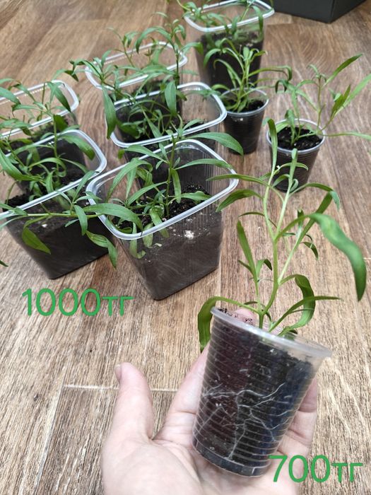 Продам черенки Алиссум Сноу принцесс