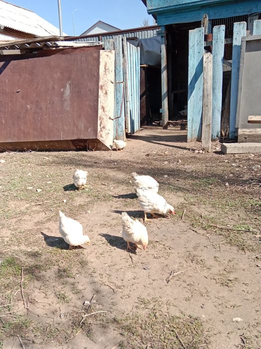 Продам цыплят около 2 месяцев