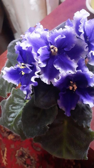 Продам комнатные цветы.