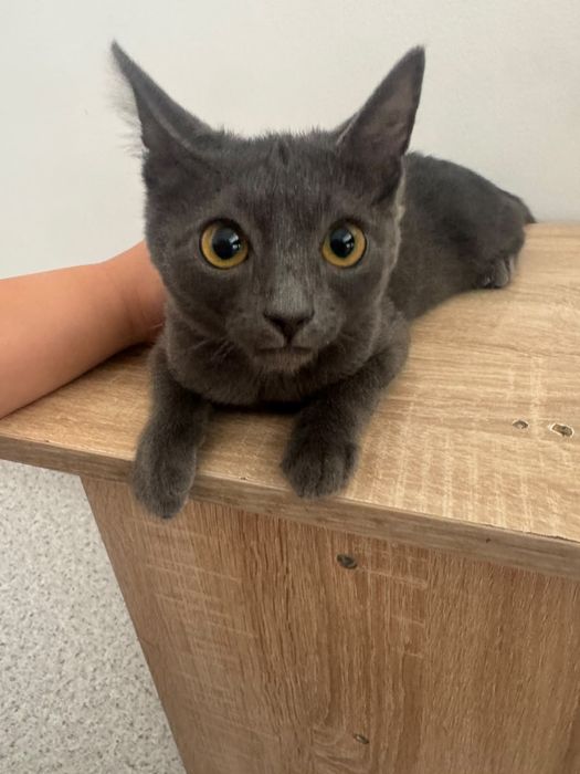 Котенок маленький