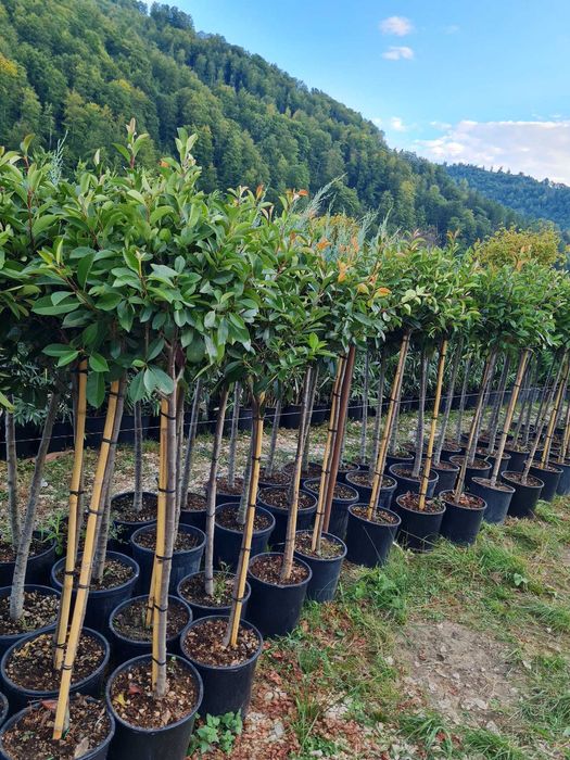 Plante Verzi pentru Gard Viu – Livrare și Plantare pe Loc