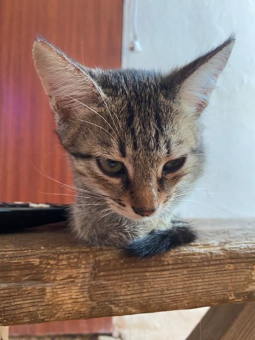 Котята бесплатно