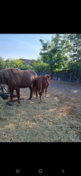 De vanzare mama și fica