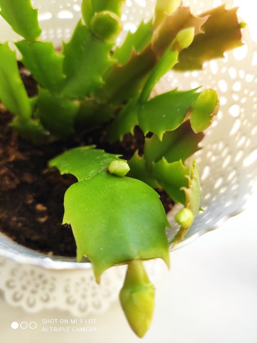 Продам белый декабрист