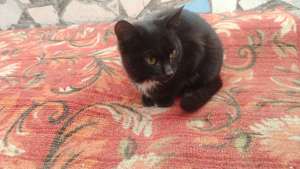 Отдам котика в хорошие руки
