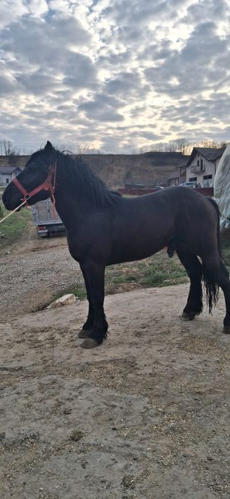 Vând mânz semi greu