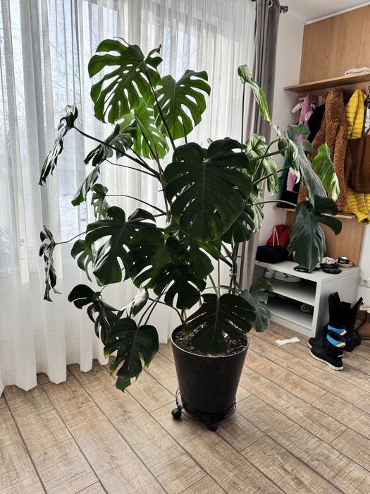 Planta interios Monstera