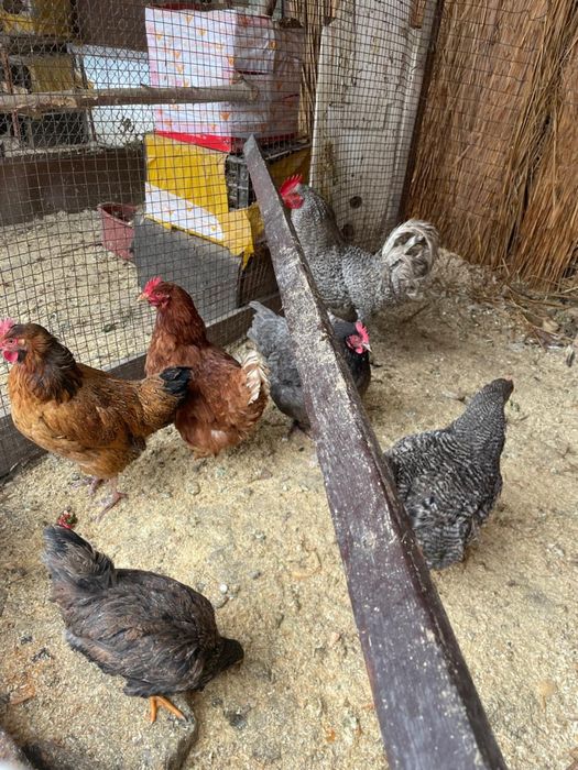 Продам молодых домашних кур