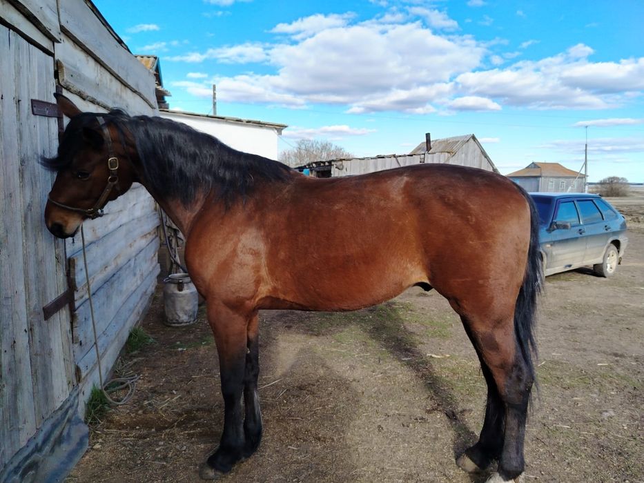 Продам жеребец 4 года.