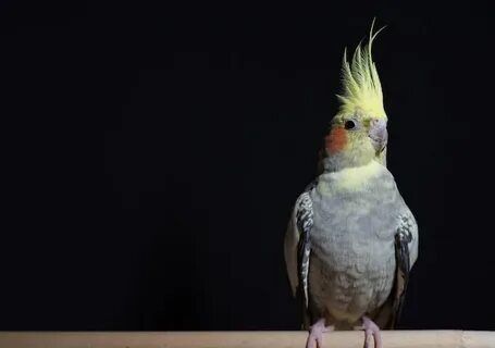 Попугай Корелла с клеткой