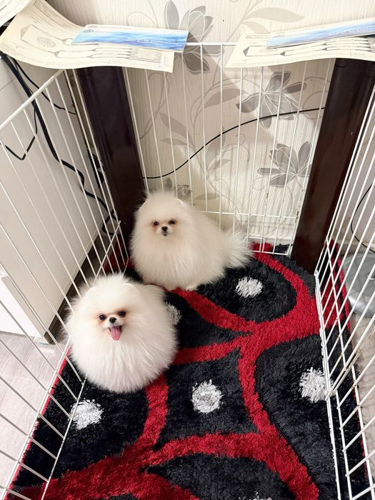 Pomeranian Documente Pedigree Fci Tip A (  schema vaccinare completa)