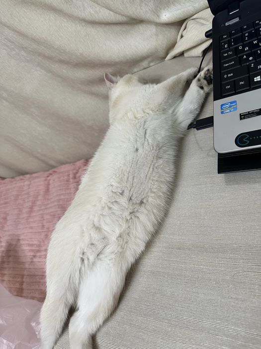 Экзотическая кошка продам