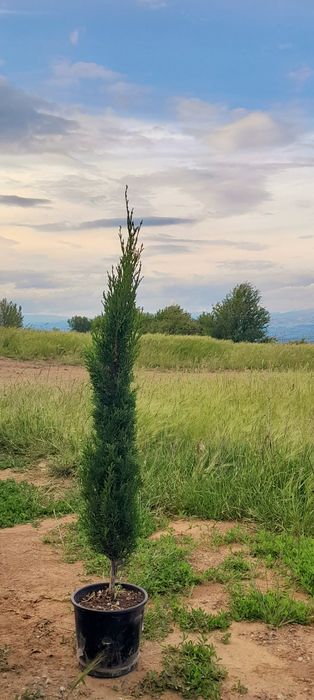 Кипарис Тотем Totem перфектни 90-100 см