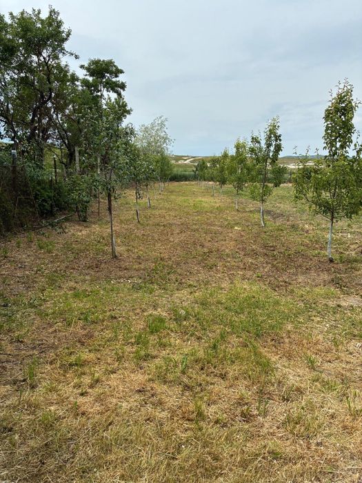 Vand Casa, curte si gradina
