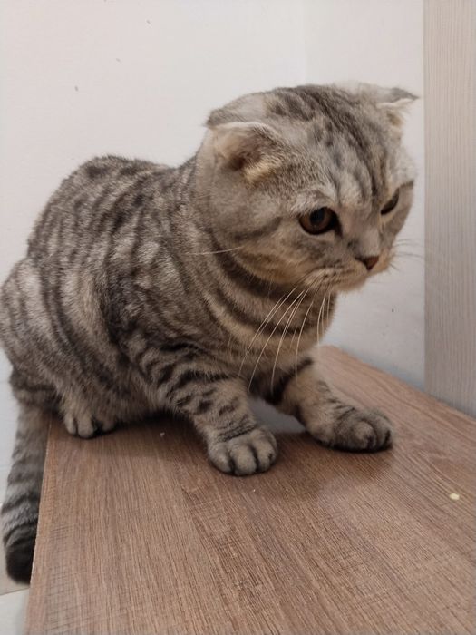 Кот ищет дом в добрые руки