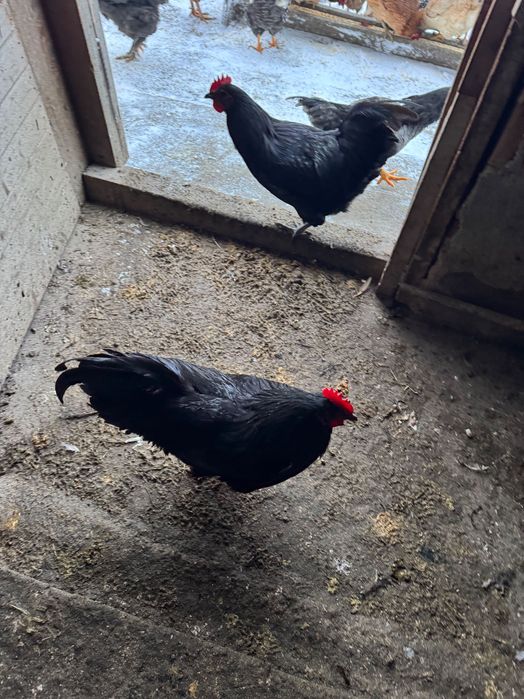 Vând doi cocoși Australop și 6 puicuțe și 2cocosi de wyadontte