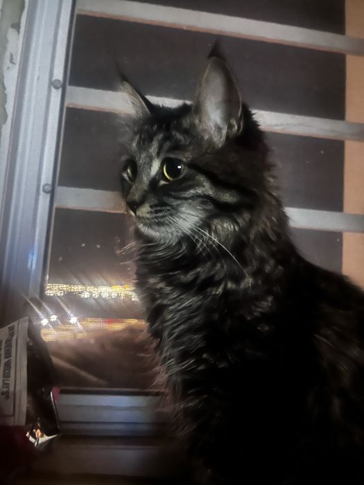 Кошка очень хорошая