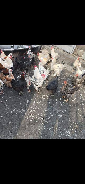 Продам курей и петухов