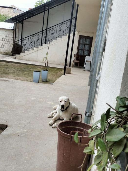 Alabay sotiladi urgʻochi