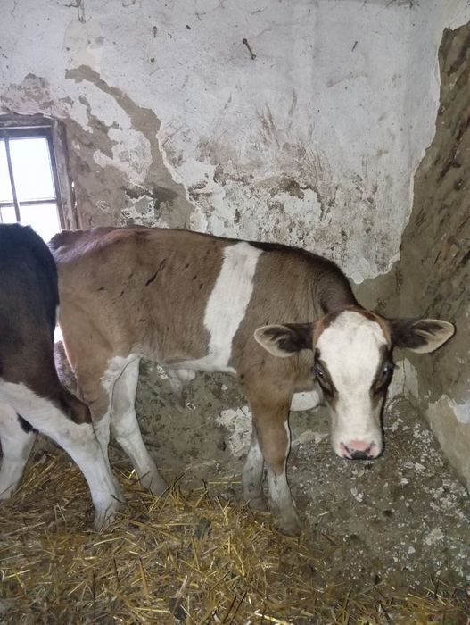 Viței de vânzare