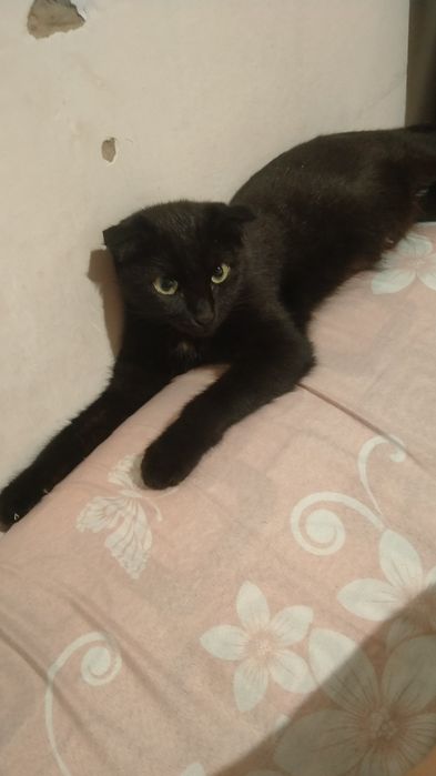 Отдам котят бесплатно