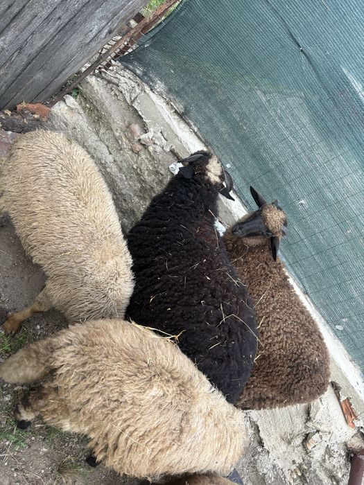 Vand miei rasa buna