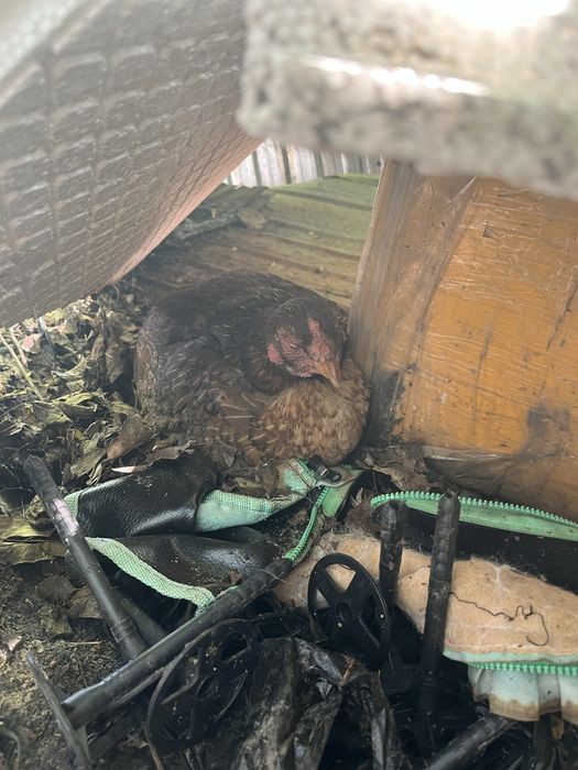 Продам квочек даканов