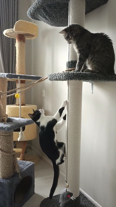 ПЕРЕДЕРЖКА Кошек Зоогостиница