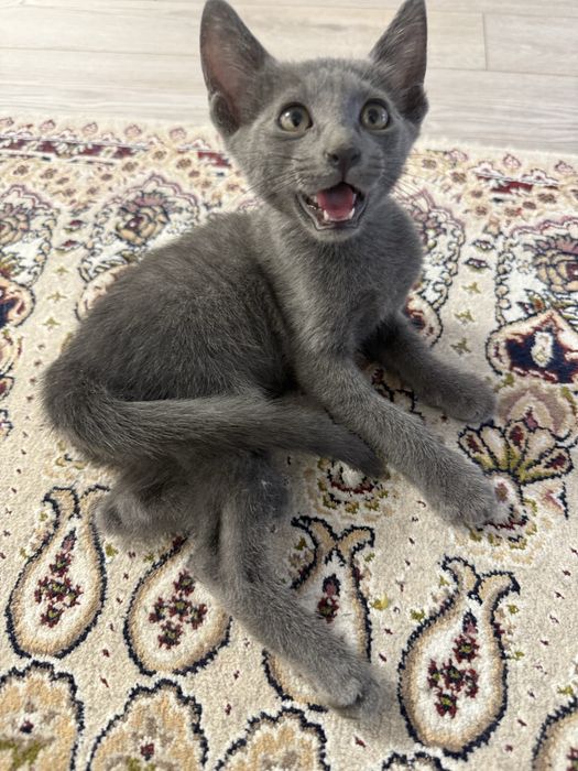 Котенок в добрые руки
