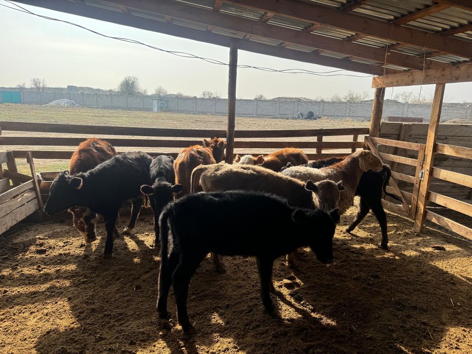 Тараз  ровнида тур